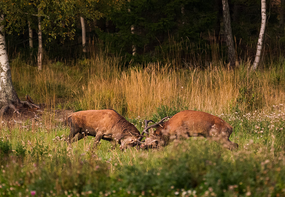 Red deer stags fighting